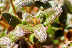 Rhododendron rubropilosum taiwanalpinum