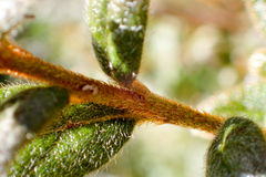 Rhododendron rubropilosum taiwanalpinum