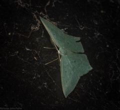 Maxates centrophylla