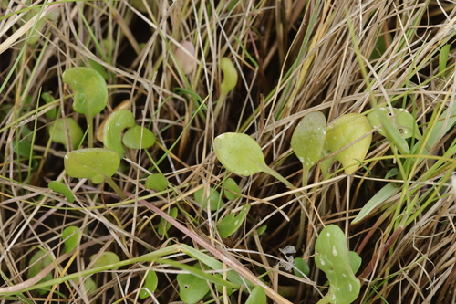 English Scurvygrass (Cochlearia anglica)