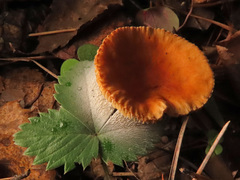 Lactarius aurantiacus