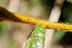 Rhododendron rubropilosum taiwanalpinum