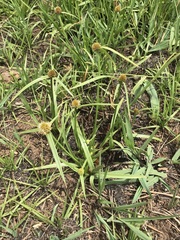 Cyperus erectus
