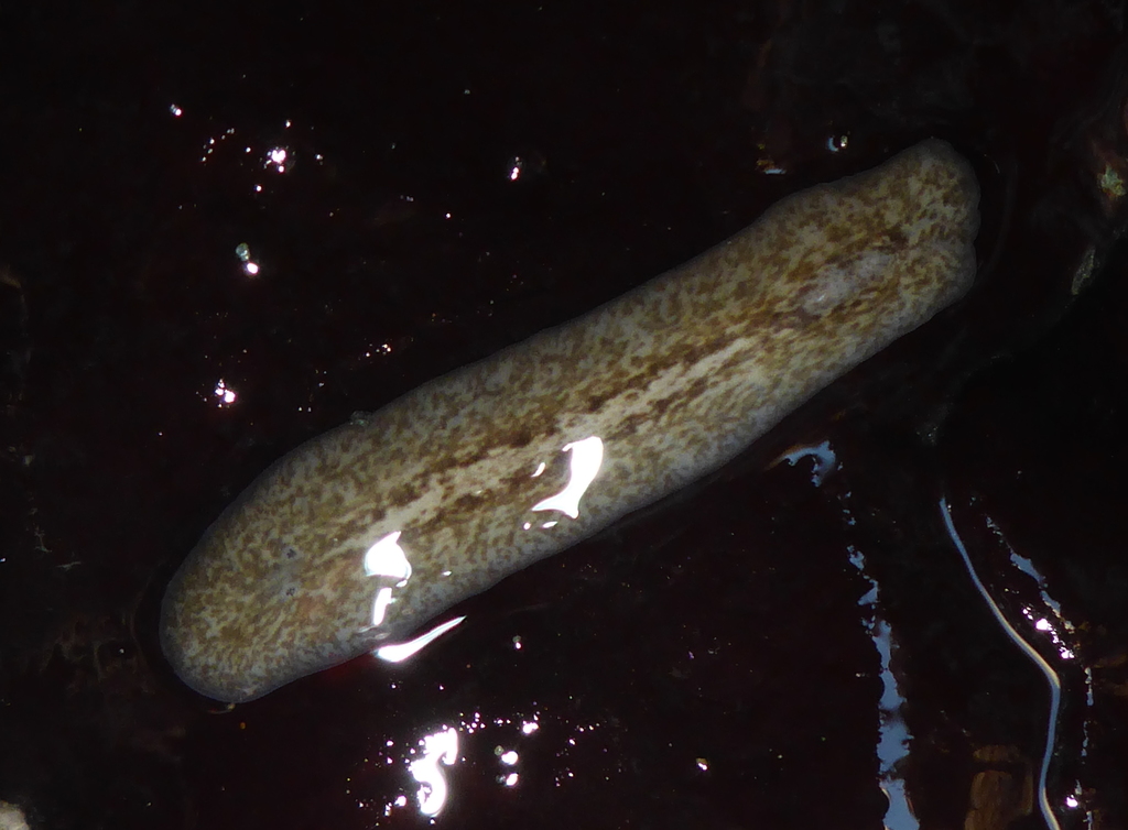 Notocomplana