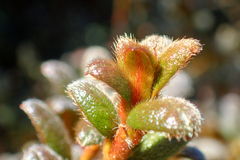 Rhododendron rubropilosum taiwanalpinum