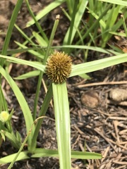 Cyperus erectus