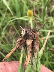 Cyperus erectus
