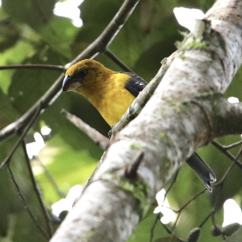 Black-thighed Grosbeak (Pheucticus tibialis), photo 9