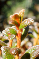 Rhododendron rubropilosum taiwanalpinum