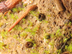Trichophaeopsis paludosa