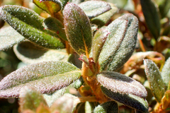 Rhododendron rubropilosum taiwanalpinum