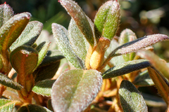 Rhododendron rubropilosum taiwanalpinum