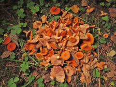 Lactarius aurantiacus