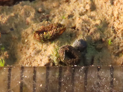 Trichophaeopsis paludosa