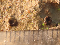 Trichophaeopsis paludosa