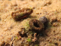 Trichophaeopsis paludosa