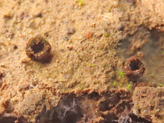 Trichophaeopsis paludosa