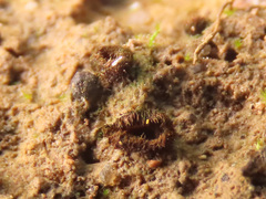 Trichophaeopsis paludosa