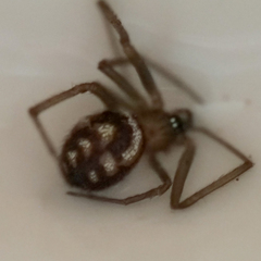 Steatoda grossa