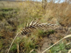 Agropyron