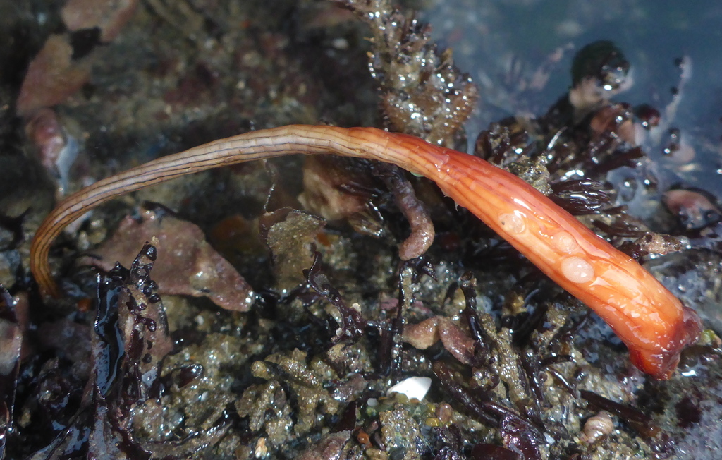Long-Stalked Sea Squirt