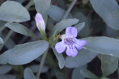 Dyschoriste decumbens