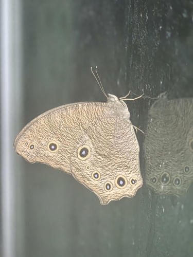Common Evening Brown