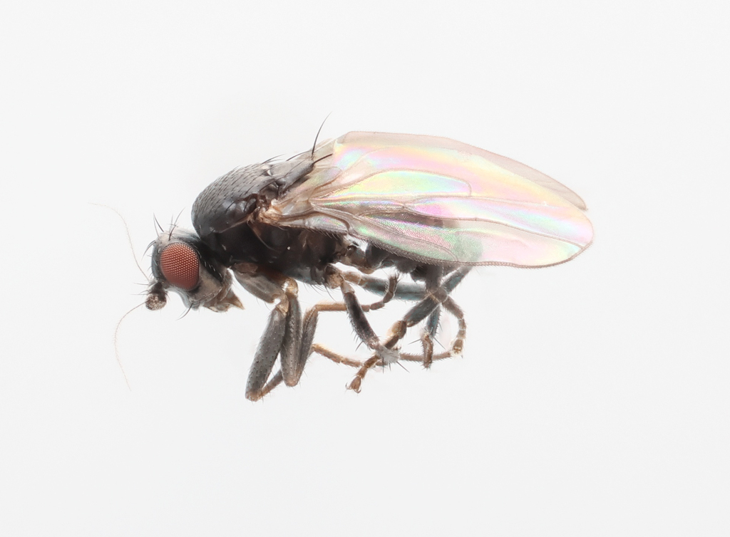 Terrilimosina schmitzi