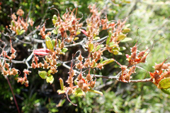 Rhododendron rubropilosum taiwanalpinum