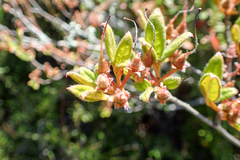 Rhododendron rubropilosum taiwanalpinum