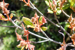 Rhododendron rubropilosum taiwanalpinum