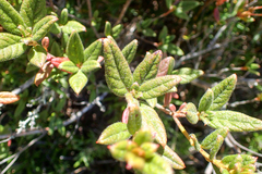 Rhododendron rubropilosum taiwanalpinum