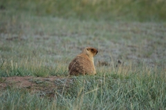 Marmota bobak