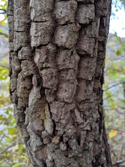 Ebenaceae