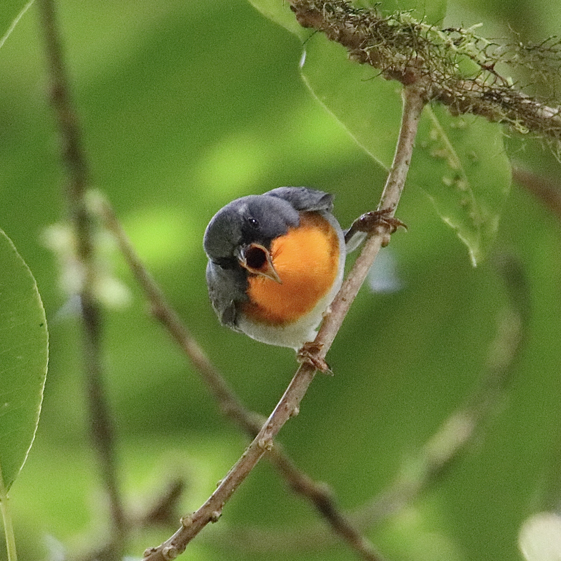 Flame-throated Warbler illustration