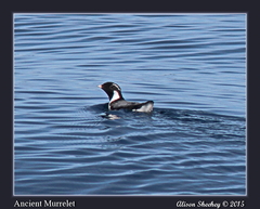 Synthliboramphus antiquus