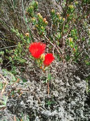 Lampranthus glaucoides