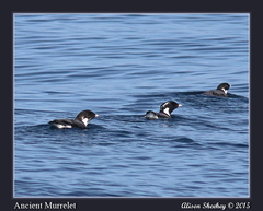 Synthliboramphus antiquus