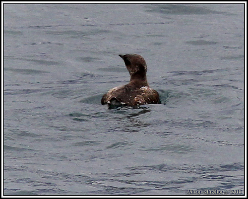 Marbled Murrelet