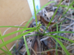 Carex globosa