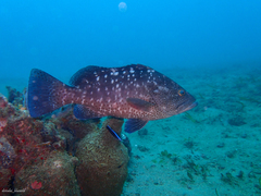 White-Blotched Grouper photo 5