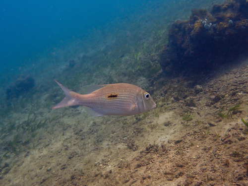 Black blotch emperor (Lethrinus harak) — Lethrinidae — 5