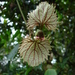 Dalechampia dioscoreifolia - Photo (c) Scott Armbruster, some rights reserved (CC BY-NC), uploaded by Scott Armbruster
