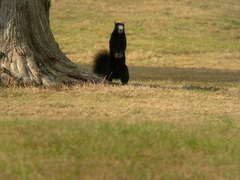 Sciurus niger niger