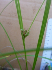 Carex globosa