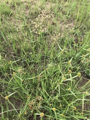 Fimbristylis complanata