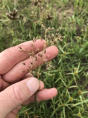 Fimbristylis complanata