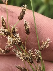 Fimbristylis complanata