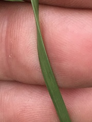 Fimbristylis complanata