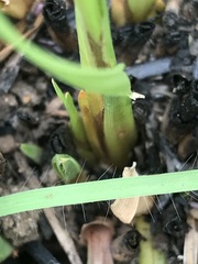 Fimbristylis complanata